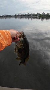 BIG Susquehanna River Smallmouth Bass fell to the fluke on a Core Tackle Skamper Rig! This place is so amazing! #Smallmouth #Bass #Susquehanna #River #Fishing | Jake Harshman