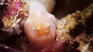 Rodless Anglerfish Histiophryne Narungga South Australia: vídeo stock (100% livre de direitos) 1056421307 | Shutterstock