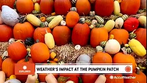 2.1K views · 32 reactions | According to a pumpkin farming expert, two main factors affect the growth of pumpkins: heat and water. Too much rain could spell disaster for some farmers. https://bit.ly/3tQYS5h | AccuWeather | Facebook