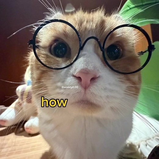 Funny Cat Voice Acting Meme with Broccoli