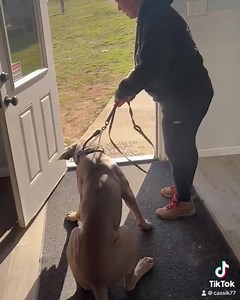 Nash showing off his very respectful door manners! #balancedtrainer #marylanddogtrainer #mdk9 #dogtrainer #localdogtrainer #mdk9training #dogboardandtrain #mdk9boarding | Mason Dixon K9