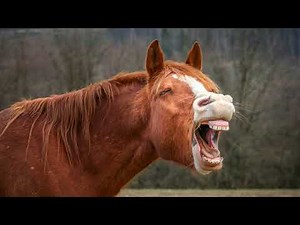 Hysterical Laughing Sound Effect - New 2023 Sound Effect