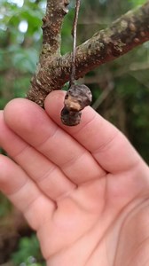 241K views · 4.1K reactions | Melia Azedarach: Essa Planta é Altamente Tóxica! | Conexão Natural | Facebook