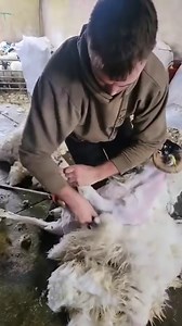 Shearing Lambs from the Kingdom 😁✂️ Cr: eweknit | Shearing Industry Culture