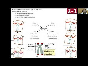 Development of genital system (male & female)