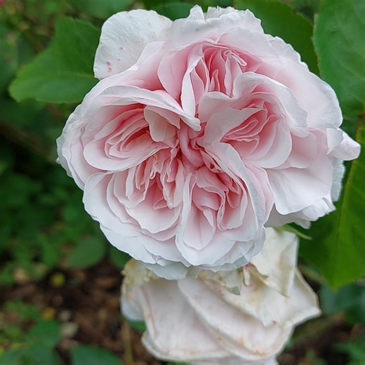 27K views · 7.6K reactions | Have you been to Richmond Park?  | Wonders of London | Facebook