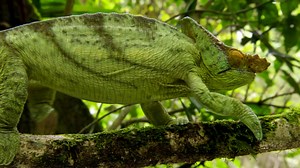 Hello! Do you have cable? Love Nature is now in free preview! 💛 🦎 | Love Nature