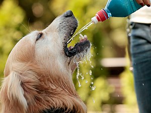 Los perros y el agua - Toda la información que tienes que saber