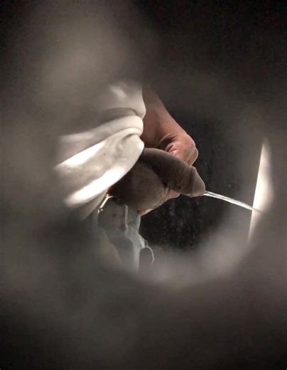 Urinal Spy 5 - video 4