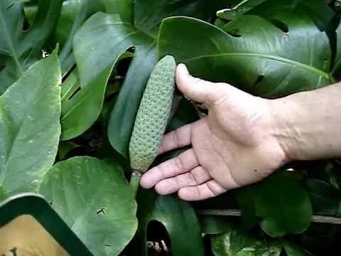How to tell Monstera deliciosa from Philodendron bipinnatifidum