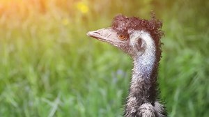 Emu Dromaius Novaehollandiae Endemic Australia Where Stock Footage Video (100% Royalty-free) 11407250 | Shutterstock
