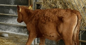 clip-1100359735-small-calf-barn-eating-hay-calves-cowshed