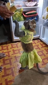 Monkey Shally on Reels