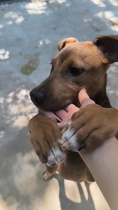 9.9K views · 472 reactions | Lolkára már van gazdijelölt, de annyira cuki  muszáj megosztanunk ezt a videót róla.  5 hónapos kölyök, várhatóan nagytestű lesz. Reméljük gazdái felkészültek, hogy mostanában nem fognak unatkozni  #fehérváriállatotthon #napipozitív | Fehérvári Állatotthon - Herosz | Facebook