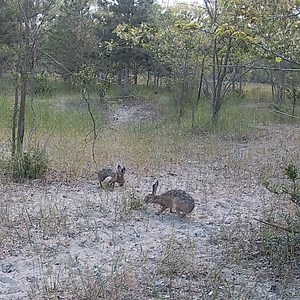 WWF Romania on Reels