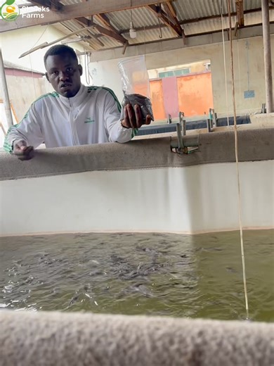 2.4K views · 60 reactions | How I feed my juveniles catfish . . . ....