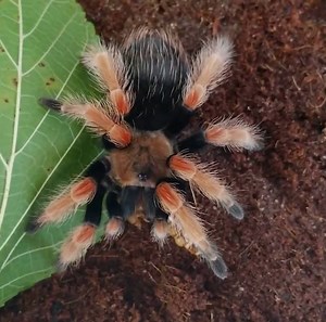 This teen owns 25 rare tarantulas. | Insider Science