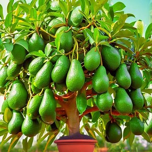 🥑Grow Avocado Trees FASTER with Simple Techniques | Tree Garden