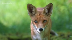 Red fox Vulpes #red #fox #forest #greenery #green #vulpes #vulpix #cute #nature #wildlife HA69106 | HAWI Studios
