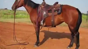 1.2K views · 60 reactions | Matador Ranch on Reels | Facebook