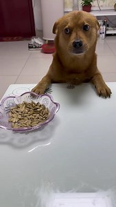 70K views · 2.9K reactions | Believe me, it wasn't me who did it. He said all my words! #smartdog #smartdog #pet | Please call me Fatty | Facebook