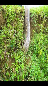 #buildings #bushcraft #harvest #outdoors #reelviralfacebook #survival #viralreelsfb #campingvibes | Dᴇxᴛᴏʀ Fʀᴇᴇ