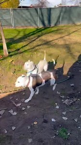 A bit of Naan and Roscoe having a hop and run around the yard. Dang it they’re cute! (Roscoe is the all-white dog btw). you could find their albums through the link in our bio. I can fill you in on information about each dog and our adoption process. #DogRescue #sweet #pitbullsofficial #pitbull #pitbulllove #adoptme #adopt #pitbullsofinstagram #dogsofinstagram #instagood #pitbulls #love #instagram | Fresno Bully Rescue