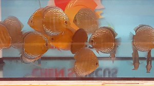 1.2K views · 92 reactions | Wild nhamunda | Chens Discus UK | Facebook