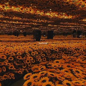 53K views · 1.2K reactions | the most beautiful flower  | Aes Lyrics | Facebook