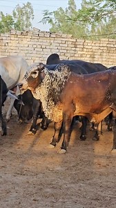 16K views · 791 reactions | Cattle Care Farm on Reels | Facebook