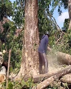 Slashing Big Trees!!! Unleash the Full Power of a STIHL Chainsaw . . . . #chainsawman #lumberjack #logging #pfanner #treejack #UnitedStates #NYC #NewYorkCity #LosAngeles #Chicago #Houston #Phoenix #Philadelphia #SanAntonio #SanDiego #Dallas #SanJose #Austin #Jacksonville #FortWorth #Columbus #Indianapolis #Charlotte #SanFrancisco #Seattle #Denver #WashingtonDC #woodworking #timber #falling | Bulldozer Operator | Facebook