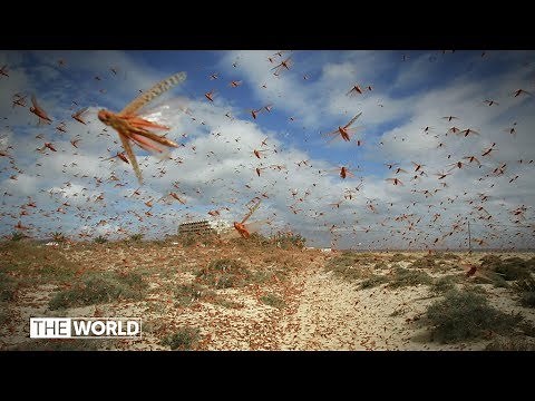 Locust swarms stretching kilometres devour Indian crops | The World
