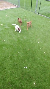 All these pups are getting spayed and neutered today, then will be up for adoption soon. Stay tuned. | Texas Chihuahua Rescue, Inc