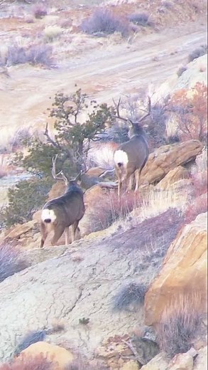 navajohunter on TikTok