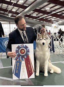 another Weekend of Winning for #ADF clients! congratulations on your big wins! #ADFwins #AKC #NOHS #PUREBRED #purebreddogs #dog #dogs #puppy #wellbred #dogshow #showdog #Husky #siberianhusky #Frenchie #Frenchbulldog #Bostonterrier #Boxer #boxerdog #Japanesechin #basenji #Malamute #alaskanmalamute #norwegianelkhound #Elkhound #hound #Terrier #amstaff #AmericanStaffordshireTerrier #Doberman #dobermanpinscher #Akita #Bostonterrier | American Dog Fancier