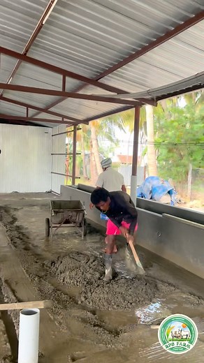 542K views · 7.2K reactions | New Farm Shed work✨ PART - 9❤️‍ Whatsapp 9080858421 #bull #cow #calf #dairyproducts #milkproduction #Seval #Shedwork #roosters #culture #nativebread #farmlife #startup #agriculture #tractor #blogger #jallikattu #kongu #cocks #construction #peace #entrepreneur #photography #nature #pet #bloodline #promotion #music #generator #hardwork | Rps Integrated Farm | Facebook