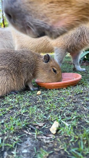 60K views · 381 reactions | AWWWWW levels of the capybara herd  | Sydney Zoo | Facebook