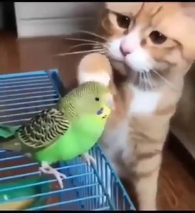 5.4K views · 115 reactions | Eccoli ..  | Pretty things | Facebook