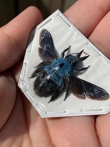 Real Female Blue Carpenter Bee, Xylocopa Caerulea Wings Spread Open - Etsy