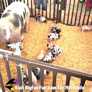 Washington County Fair-Oregon on Reels