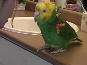 15 reactions | Parrot Park on Reels | Facebook