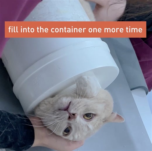 11K views · 206 reactions | Cat logic, hate the CT scan tube but love his little box bag 路‍♂️ | Meowed | Facebook