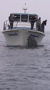 19K views · 149 reactions | #whale #whales #ocean #whalewatching #nature #sea #orca #killerwhale #wildlife #humpbackwhale #dolphin | JolDanga | Facebook