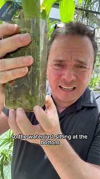 Catasetum Orchid care water fertilizer