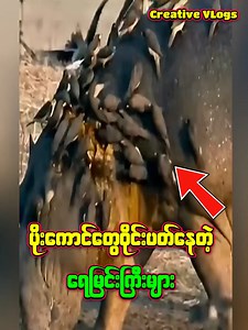 41K views · 359 reactions | ရေမြင်းကြီးတွေရဲ့ ဒဏ်ရာကွက်တွေကို စားသောက်ပြီးကုသပေးတဲ့ အောက်စ်ပက်ကာငှက် နှင့်သဘာဝတရား Arfrica Hippo And Oxpecker Birds , Mother Nature #reaction #hippo #oxpeckers #africa | Creative Vlogs | Facebook