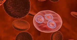 Xem kí sinh trùng sốt rét dùng “chiêu trò” để vô hiệu hóa hệ miễn dịch