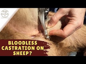 Castrating Sheep With a Burdizzo and a Side Crusher