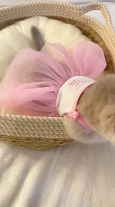 5.8K views · 327 reactions | Little meow 勺 #cute #meow | Kawaii Kat | Facebook