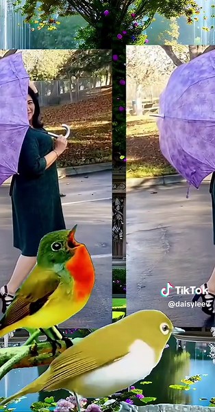 Pajqaimhli Daisylee (@daisyleev)’s videos with nhạc nền - tsinphojncontxoov