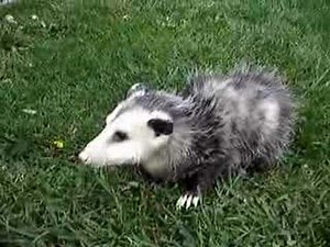 Baby the pet Opossum. The First Opossum on YouTube.